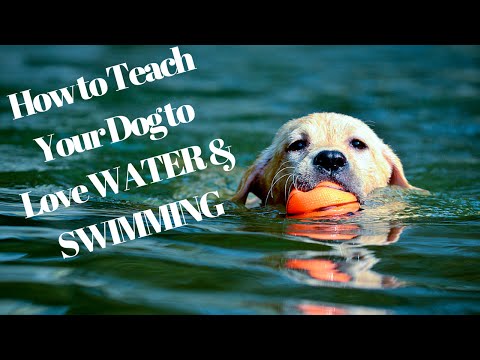 How to Teach Your Dog to Love WATER &amp; SWIMMING