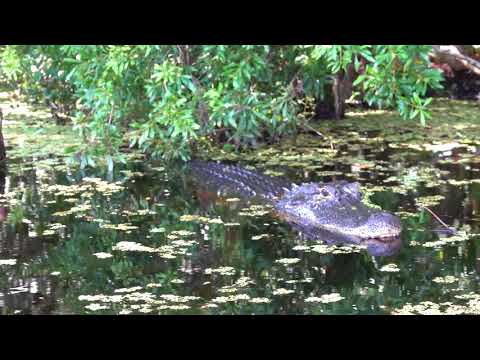 mama alligator guarding her nest - August 17, 2018