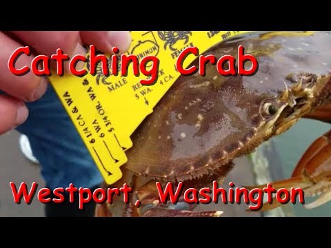 How to Catch Crabs - Dungeness and Red Rock Crabbing Tips