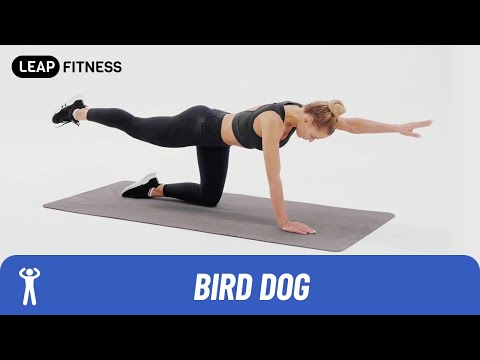 How to Do：BIRD DOG
