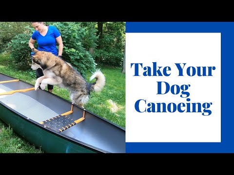 Teach Your Dog To Love Your Canoe Or Kayak