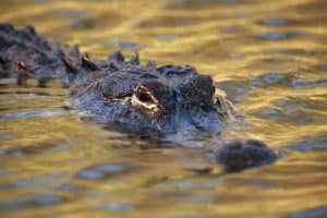 Large Alligator under water so only its eyes are showing