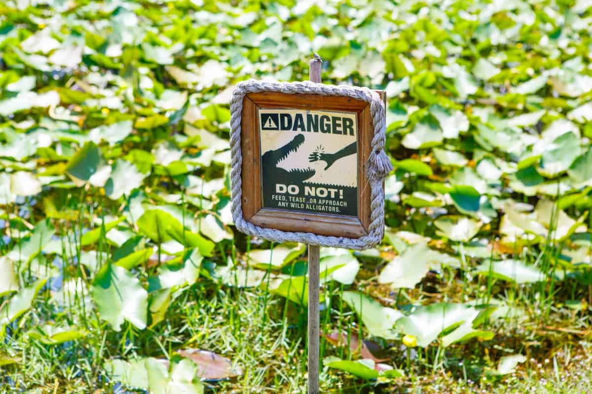 Caution warning sign. Do not feed alligators. On alligator farm in Florida Everglades National park, USA warning visitors not to feed animals