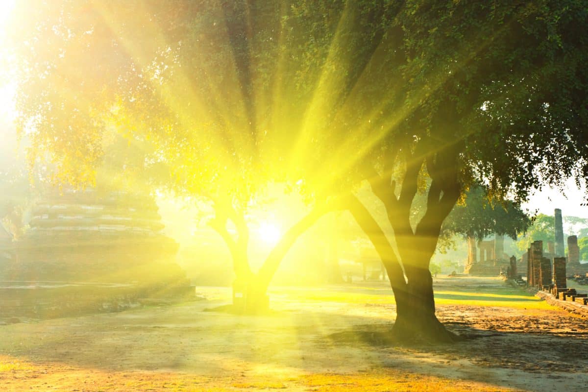Shine rays shining through trees