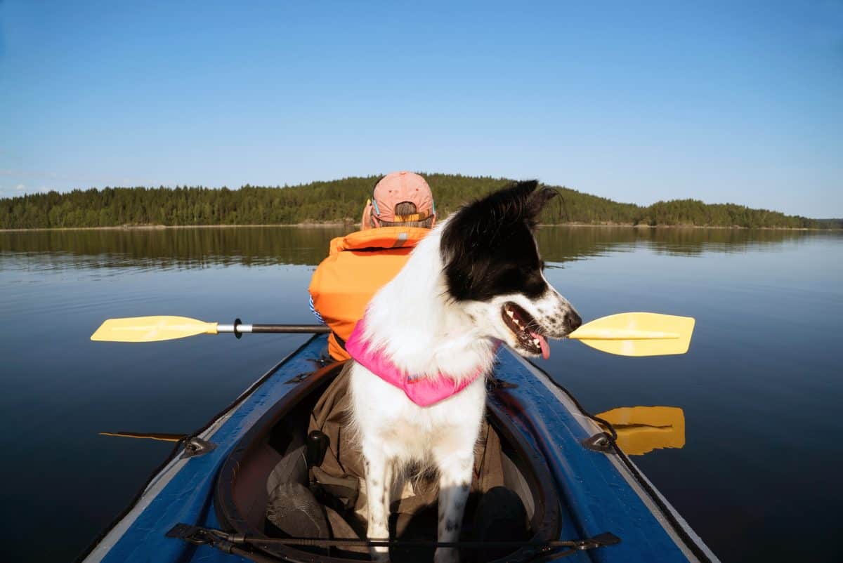 The owner and the dog in a life jacket floating in a kayak boat