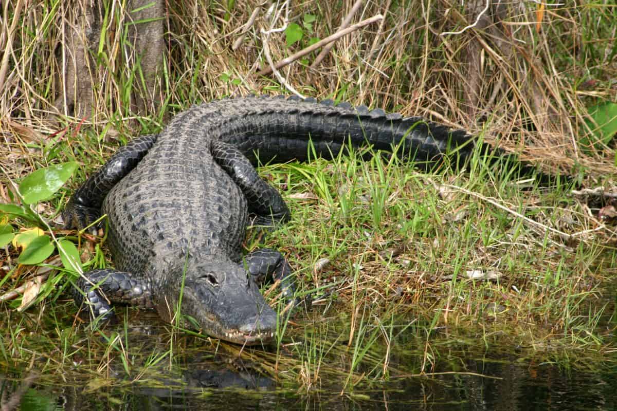 Large Alligator on the rive bank