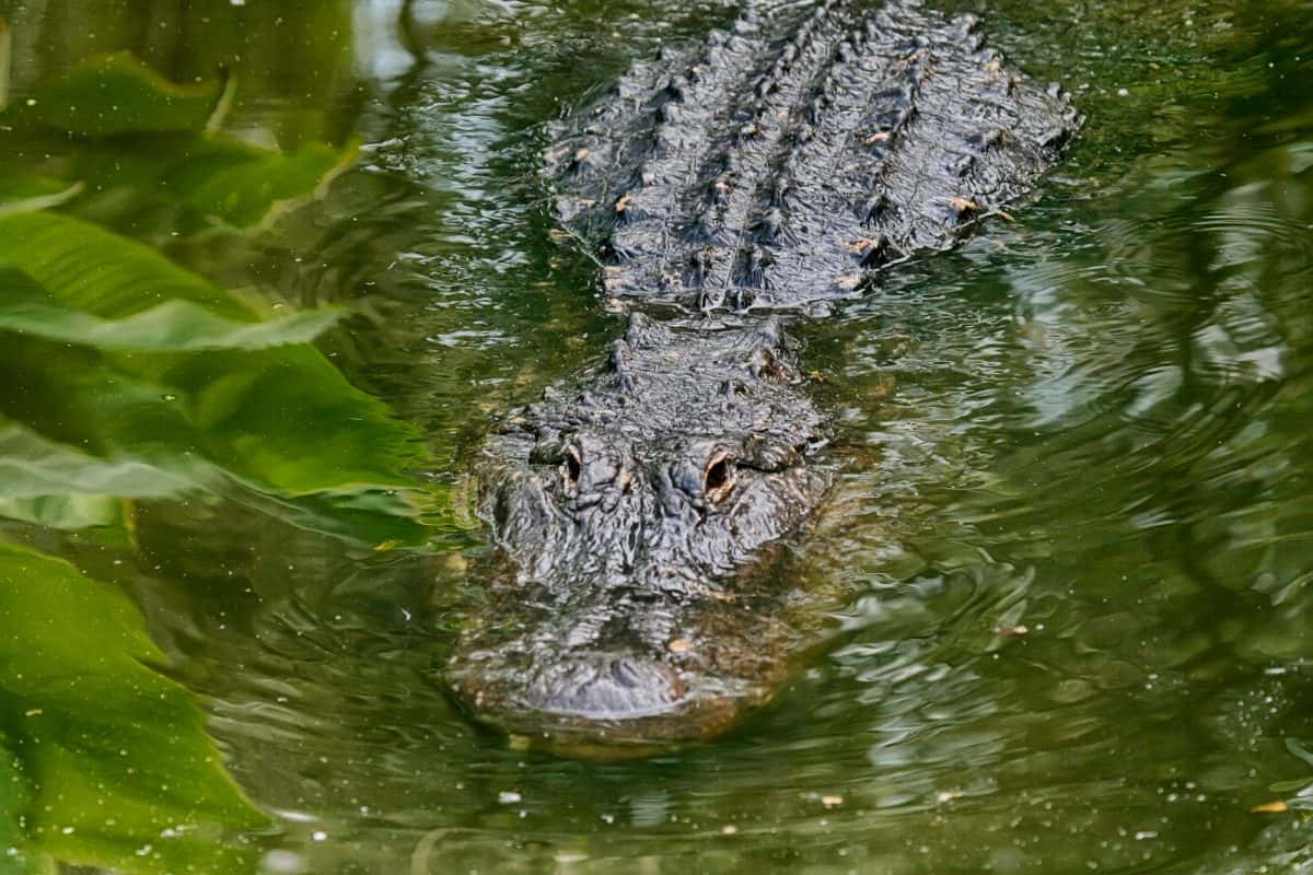 Large alligator in the swamp land of Florida
