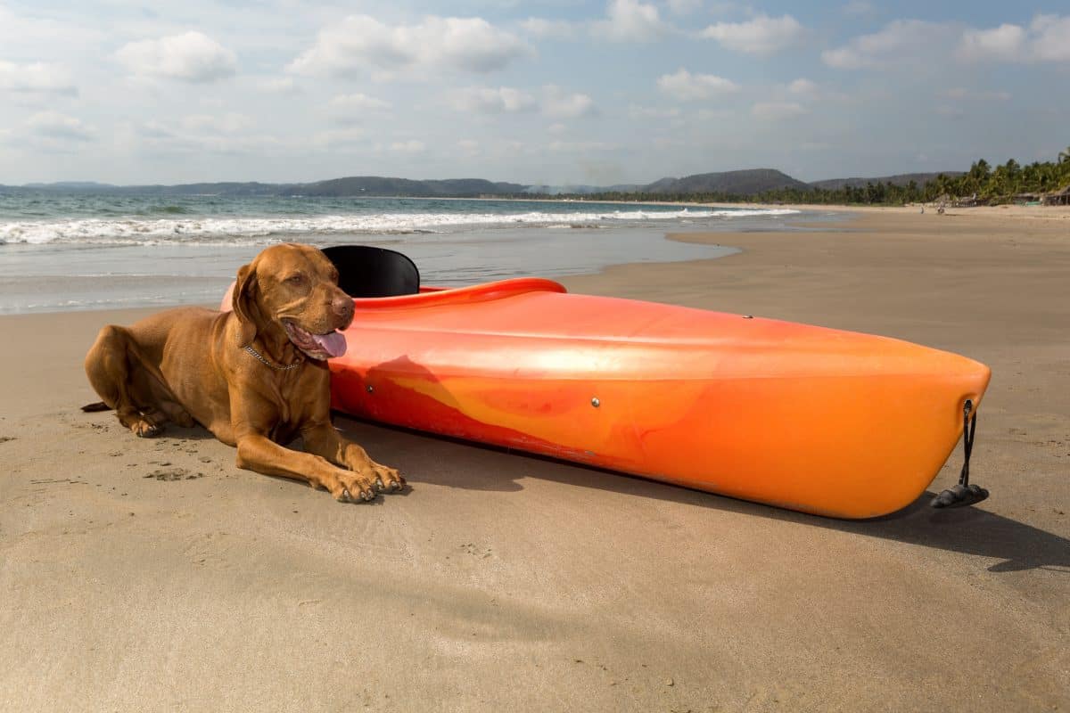 Dog laying besid sea kayak on the beach
