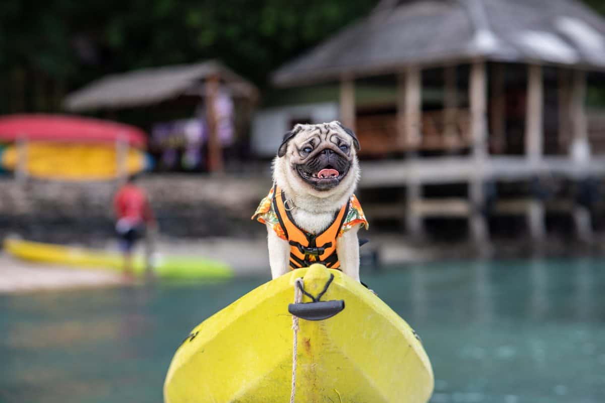pug wearing life jacket and standing on kayak
