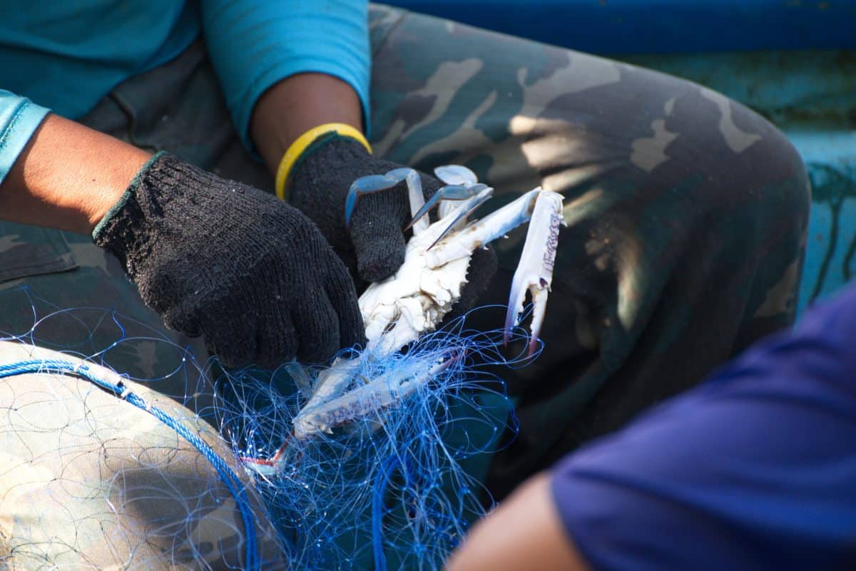 Blue Crab being remove net