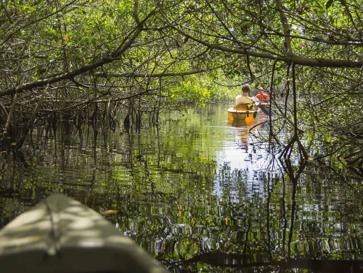 Kayaking with Alligators in mangrove tunnels in Everglades National park, Florida, USA
