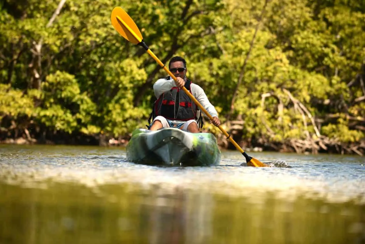 man kayaking in florida alligator country with mangroves lining the water
