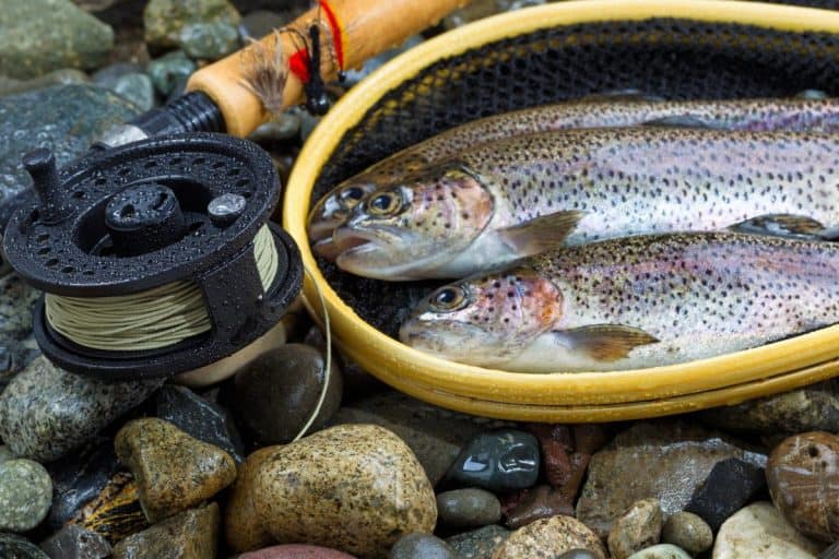 Close up of fly reel, focus on front of reel, with trout, landing net and rocks in background